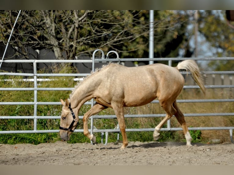 Demi-sang polonais Jument 2 Ans 160 cm Palomino in Borowa