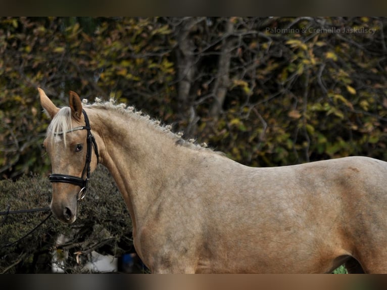 Demi-sang polonais Jument 2 Ans 160 cm Palomino in Borowa