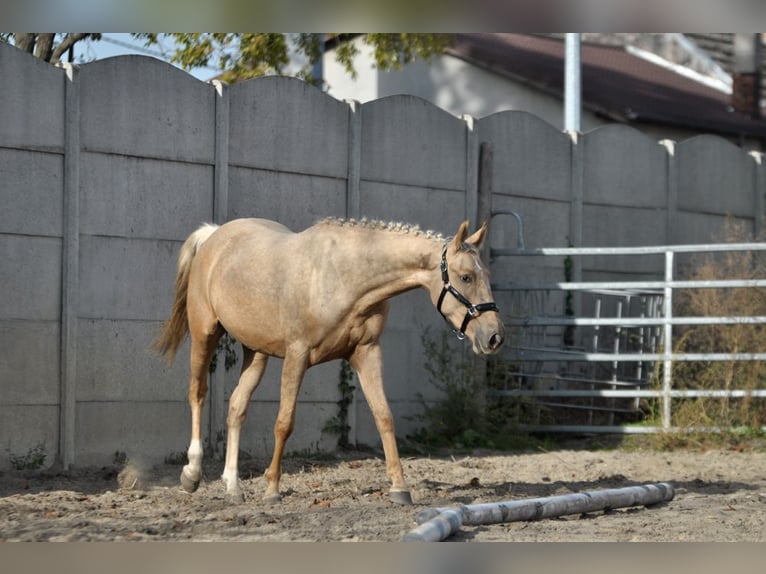 Demi-sang polonais Jument 2 Ans 160 cm Palomino in Borowa