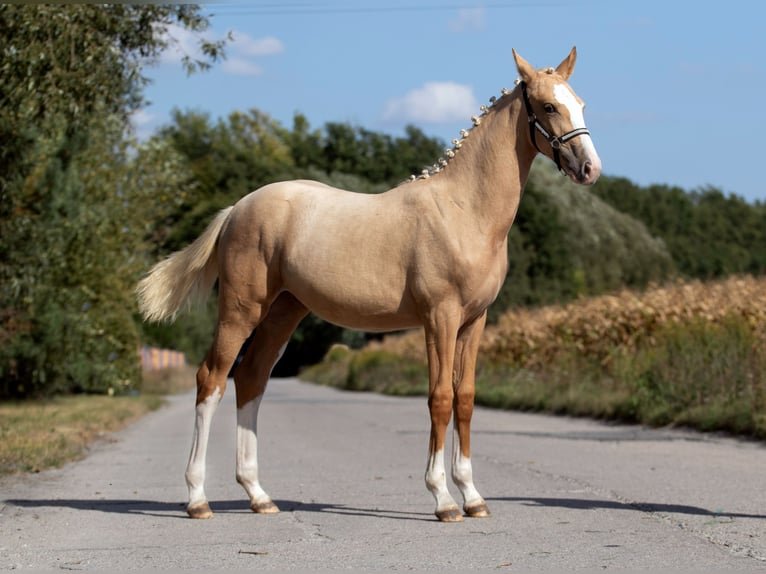 Demi-sang polonais Jument 2 Ans 168 cm Palomino in Kamieniec Wroc