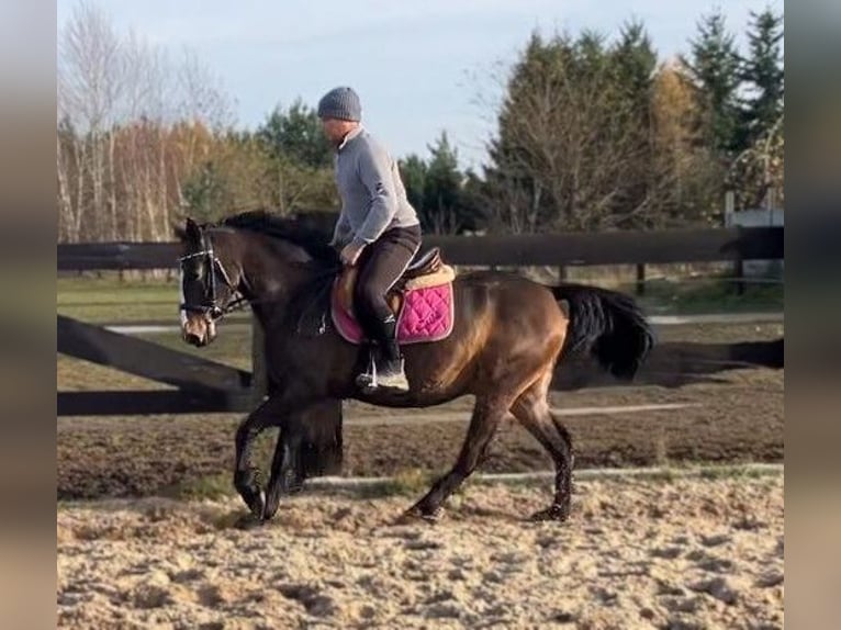 Demi-sang polonais Jument 3 Ans 152 cm Bai brun foncé in G&#xF6;rlitz