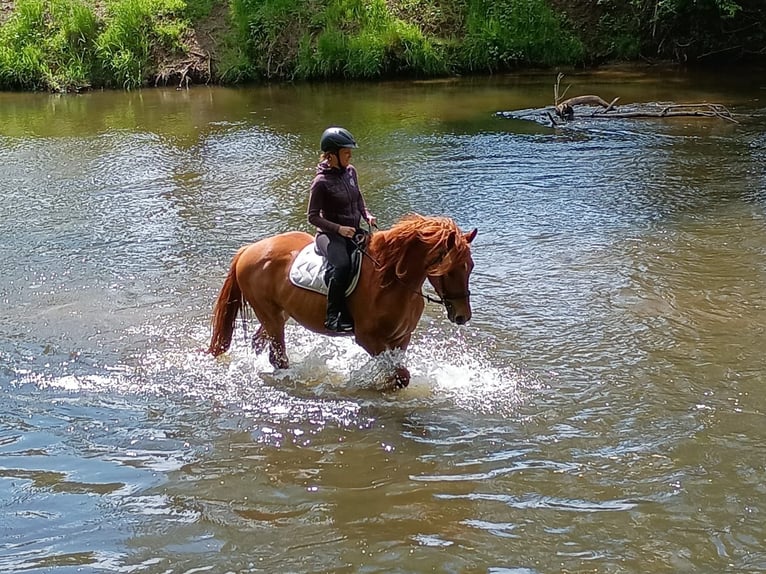 Demi-sang polonais Jument 3 Ans 162 cm Alezan in Leszno Dolne