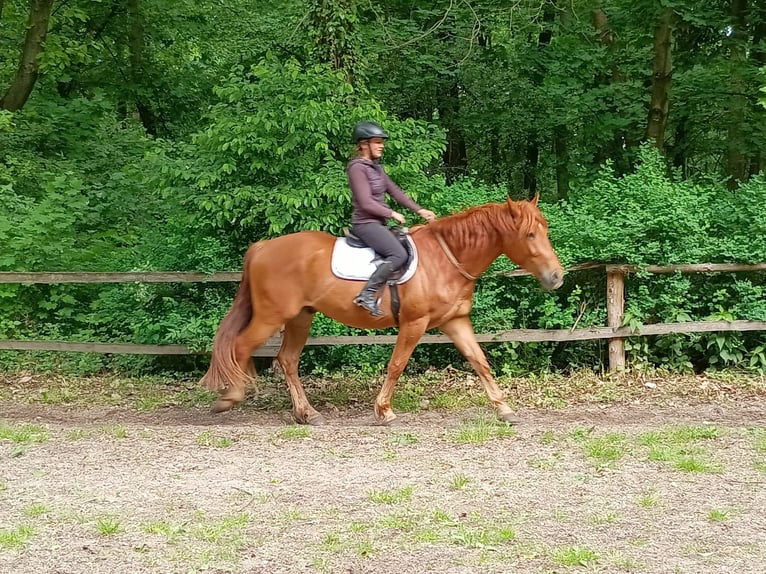 Demi-sang polonais Jument 3 Ans 162 cm Alezan in Leszno Dolne