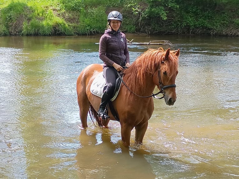 Demi-sang polonais Jument 3 Ans 162 cm Alezan in Leszno Dolne