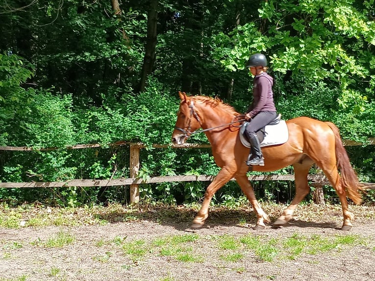 Demi-sang polonais Jument 3 Ans 162 cm Alezan in Leszno Dolne