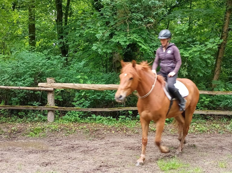 Demi-sang polonais Jument 3 Ans 162 cm Alezan in Leszno Dolne