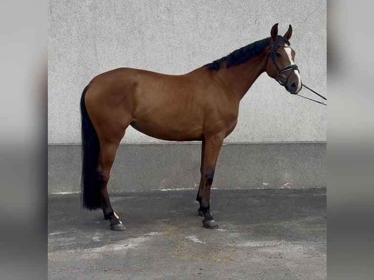 Demi-sang polonais Jument 3 Ans 167 cm Bai in Strzałkowo