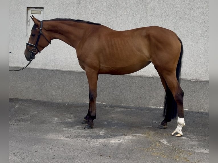 Demi-sang polonais Jument 3 Ans 167 cm Bai in Strzałkowo
