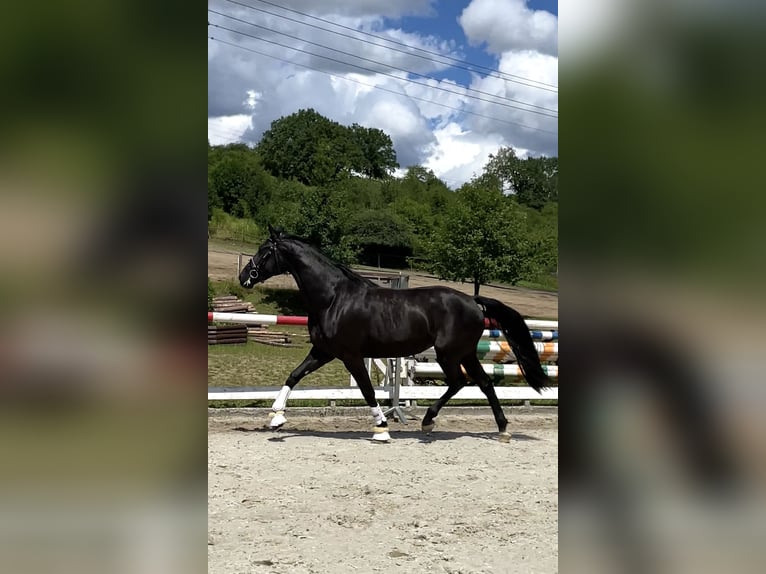 Demi-sang polonais Jument 3 Ans 167 cm Noir in Wałbrzych