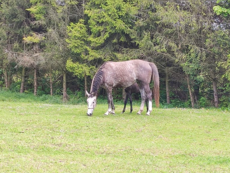 Demi-sang polonais Jument 3 Ans Gris in Lękwica