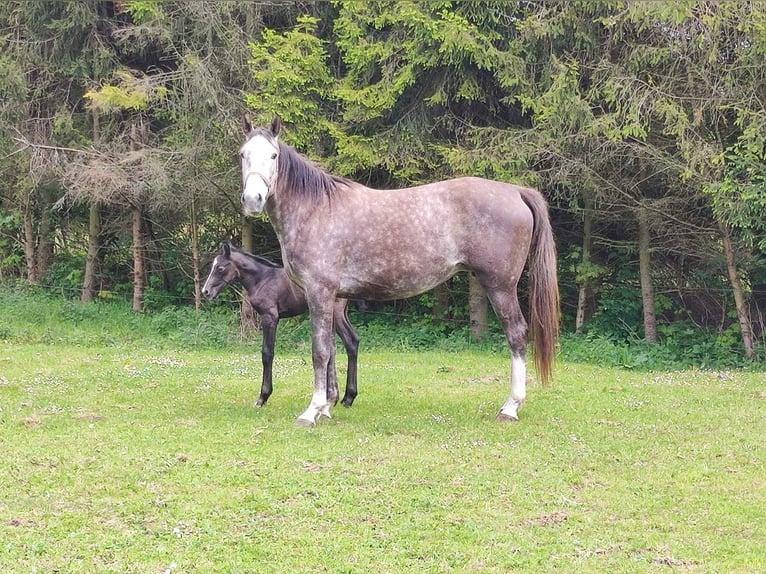 Demi-sang polonais Jument 3 Ans Gris in Lękwica