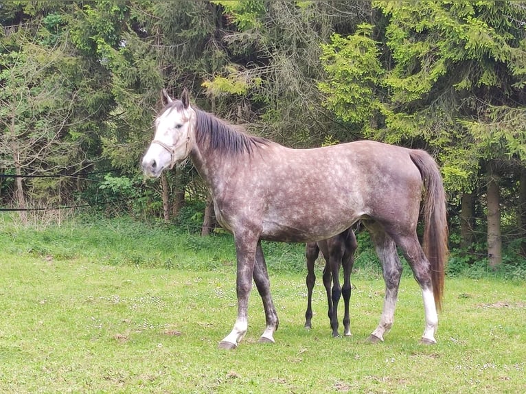 Demi-sang polonais Jument 3 Ans Gris in Lękwica