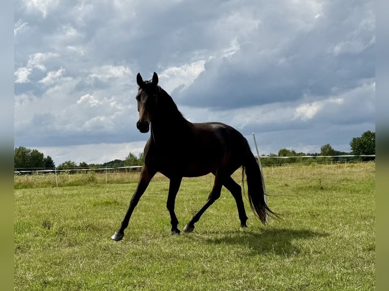 Demi-sang polonais Jument 4 Ans 152 cm in Legnica