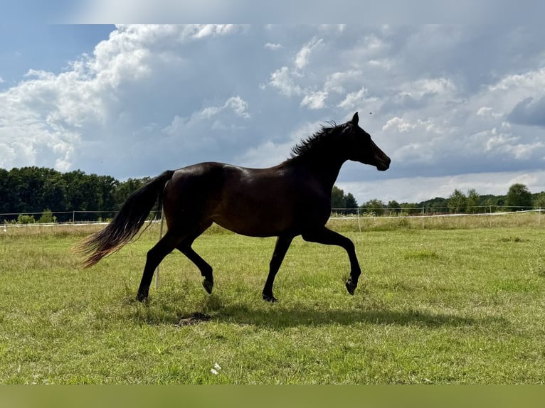 Demi-sang polonais Jument 4 Ans 152 cm in Legnica