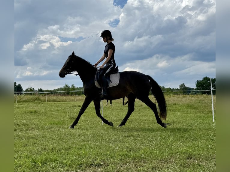 Demi-sang polonais Jument 4 Ans 152 cm in Legnica