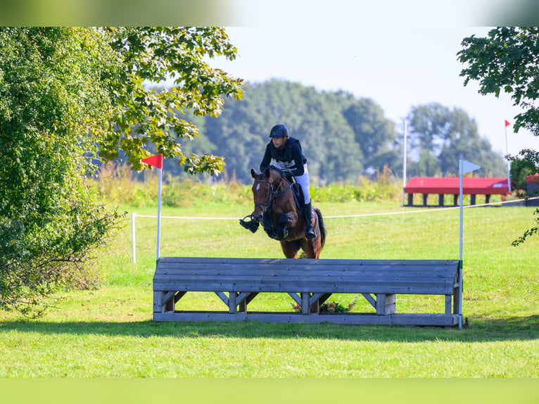 Demi-sang polonais Jument 4 Ans 163 cm Bai in Wejherowo