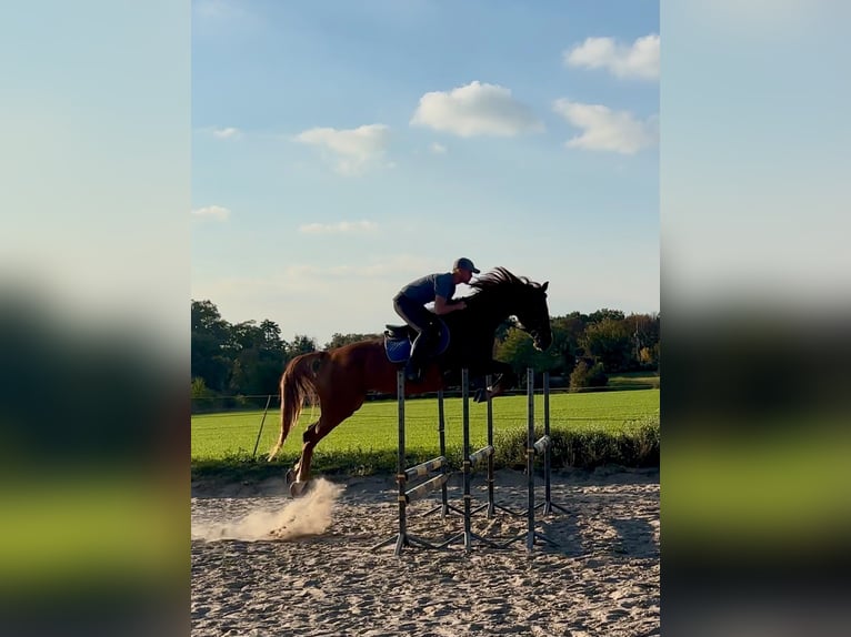 Demi-sang polonais Jument 4 Ans 165 cm Alezan in Poznań