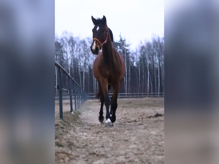 Demi-sang polonais Jument 4 Ans 165 cm Bai in Mińsk Mazowiecki