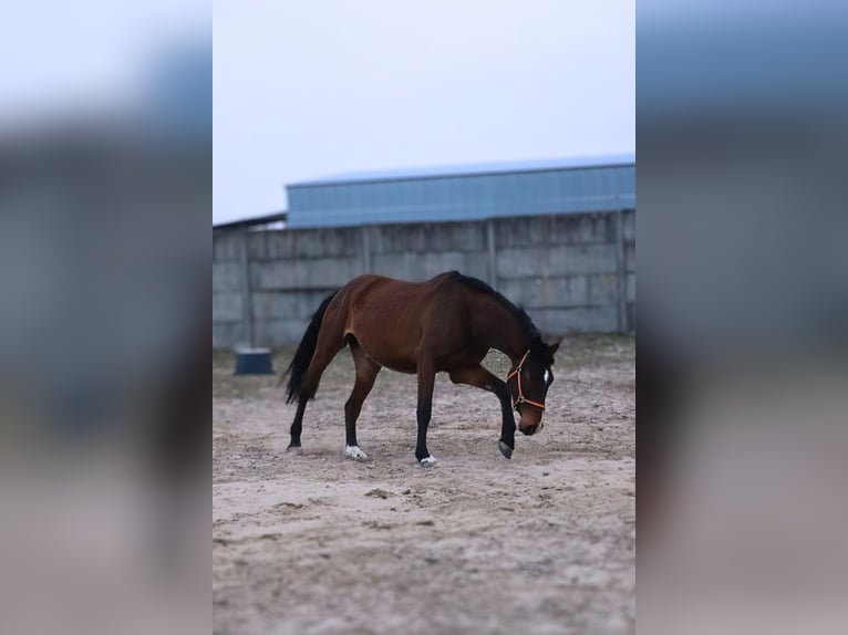 Demi-sang polonais Jument 4 Ans 165 cm Bai in Mińsk Mazowiecki