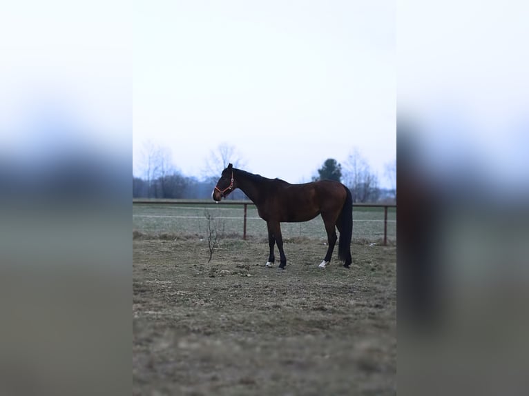 Demi-sang polonais Jument 4 Ans 165 cm Bai in Mińsk Mazowiecki