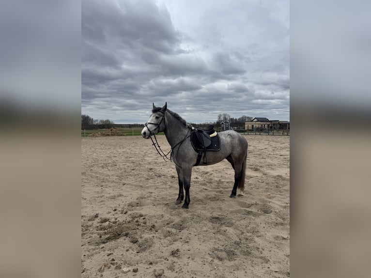 Demi-sang polonais Jument 4 Ans 167 cm Gris pommelé in Odolanów