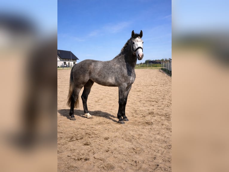 Demi-sang polonais Jument 4 Ans 167 cm Gris pommelé in Odolanów