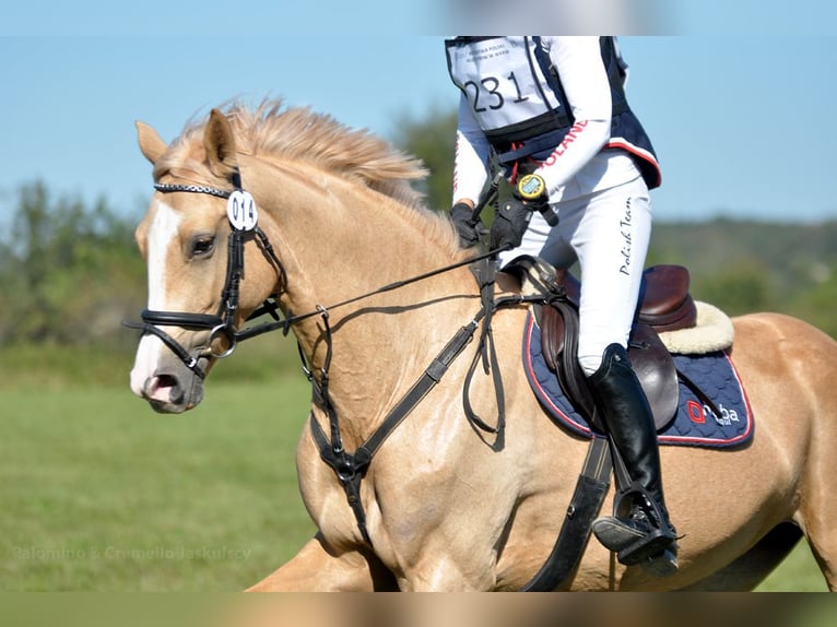 Demi-sang polonais Jument 4 Ans 168 cm Palomino in Kamieniec Wroc