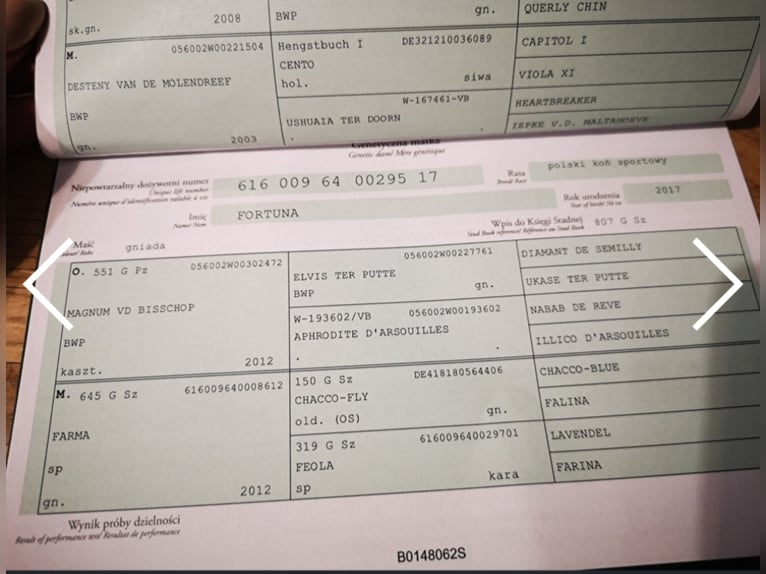 Demi-sang polonais Jument 4 Ans 170 cm Bai brun in Oparzno Demi-sang polonais Jument 4 Ans 170 cm Bai brun in Oparzno