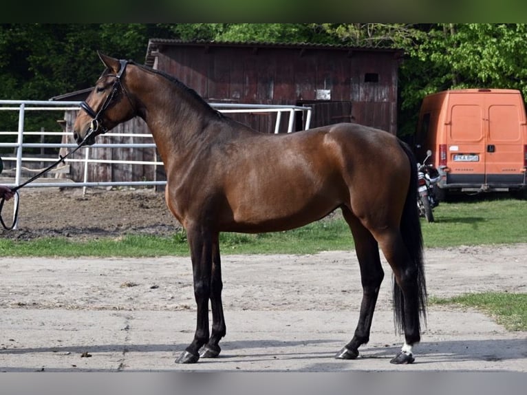 Demi-sang polonais Jument 4 Ans Bai clair in Brzeziny