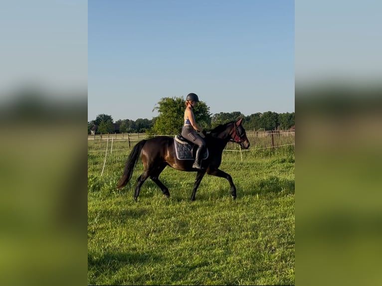 Demi-sang polonais Jument 5 Ans 152 cm Bai brun foncé in Legnica