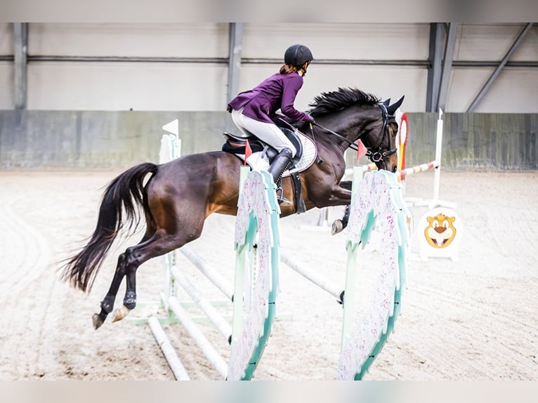 Demi-sang polonais Jument 5 Ans 160 cm Bai brun foncé in Sochaczew