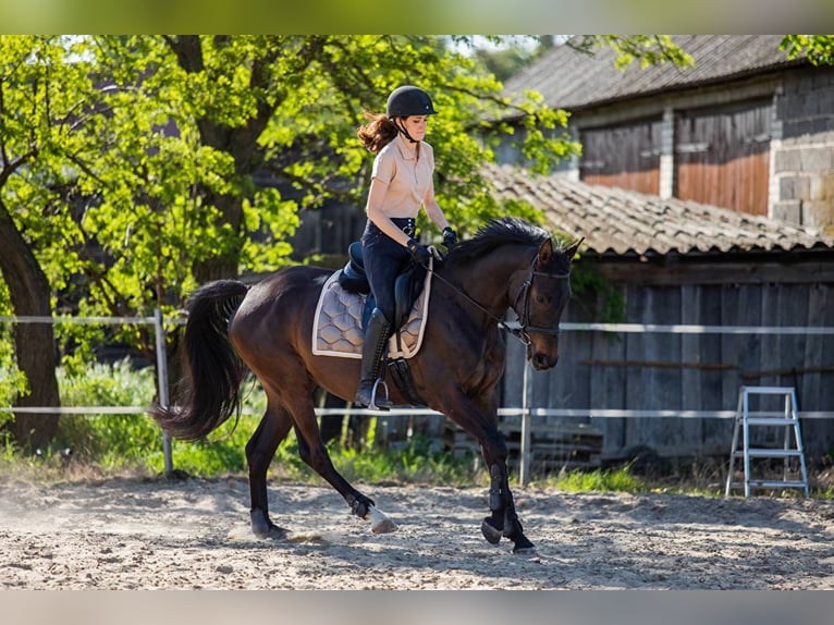 Demi-sang polonais Jument 5 Ans 160 cm Bai brun foncé in Sochaczew