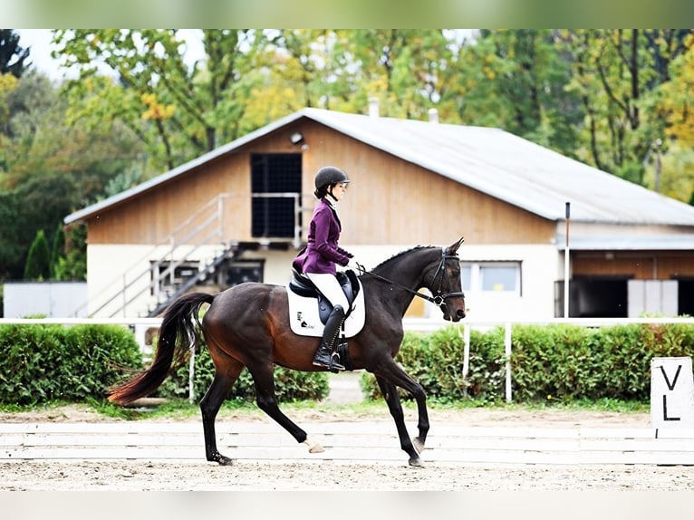 Demi-sang polonais Jument 5 Ans 160 cm Bai brun foncé in Sochaczew