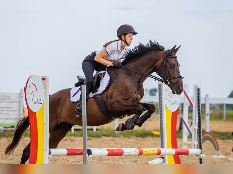 Demi-sang polonais Jument 5 Ans 160 cm Bai brun foncé in Sochaczew