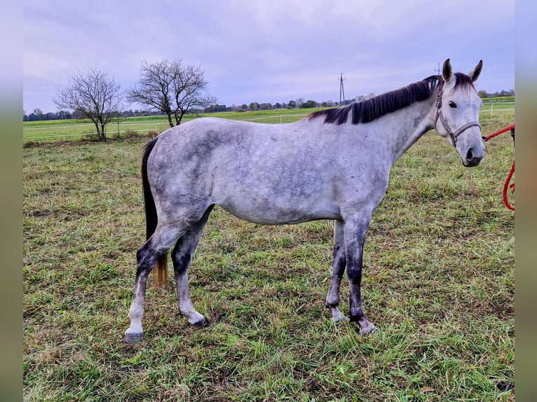 Demi-sang polonais Jument 5 Ans 163 cm Gris pommelé in Zwierzyn