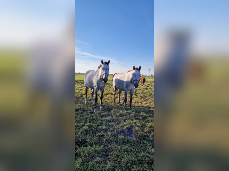 Demi-sang polonais Jument 5 Ans 163 cm Gris pommelé in Zwierzyn