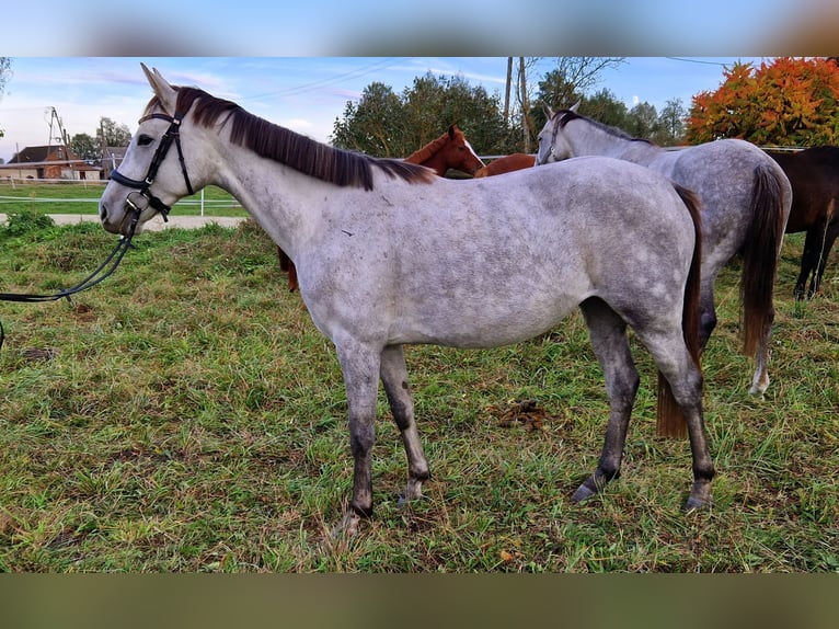 Demi-sang polonais Jument 5 Ans 163 cm Gris pommelé in Zwierzyn