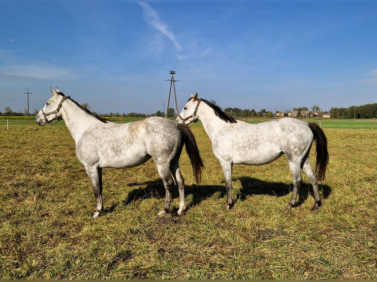 Demi-sang polonais Jument 5 Ans 163 cm Gris pommelé in Zwierzyn