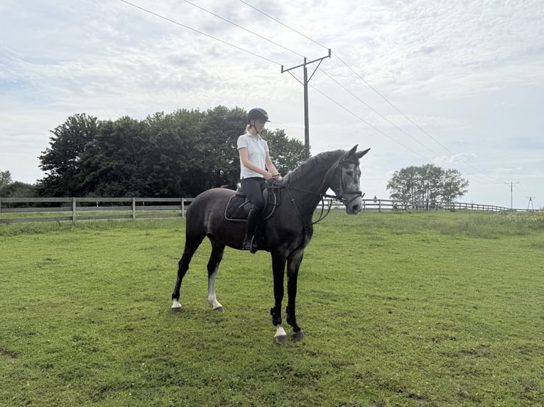 Demi-sang polonais Jument 5 Ans 168 cm Gris in W&#x142;odarka