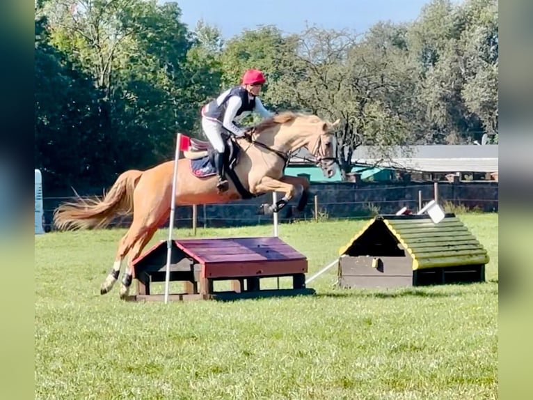 Demi-sang polonais Jument 5 Ans 168 cm Palomino in Kamieniec Wroc