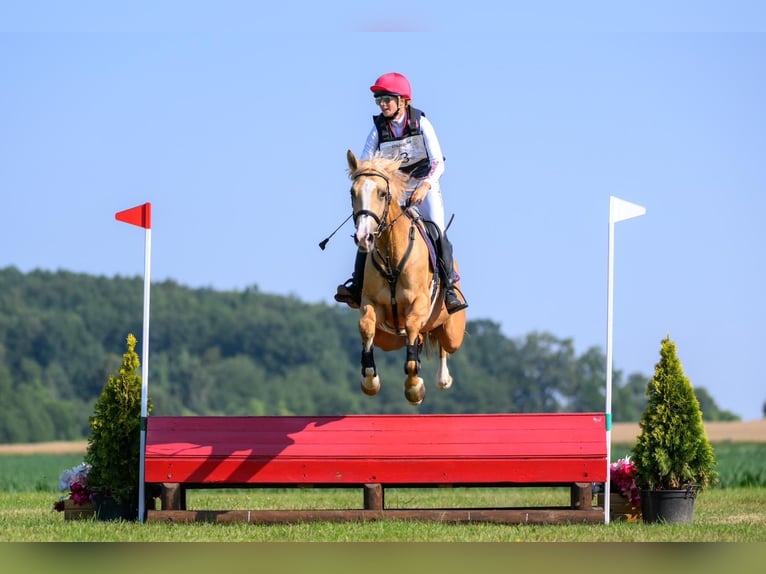 Demi-sang polonais Jument 5 Ans 168 cm Palomino in Kamieniec Wroc