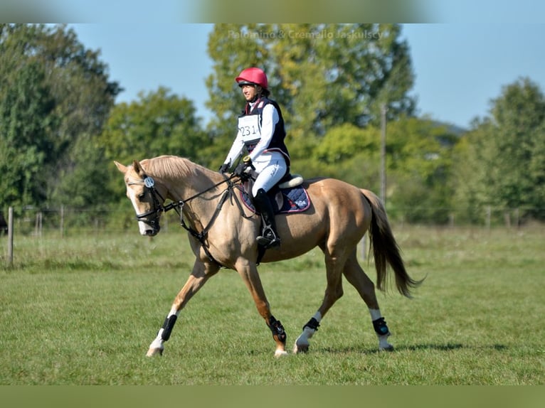 Demi-sang polonais Jument 5 Ans 168 cm Palomino in Kamieniec Wroc