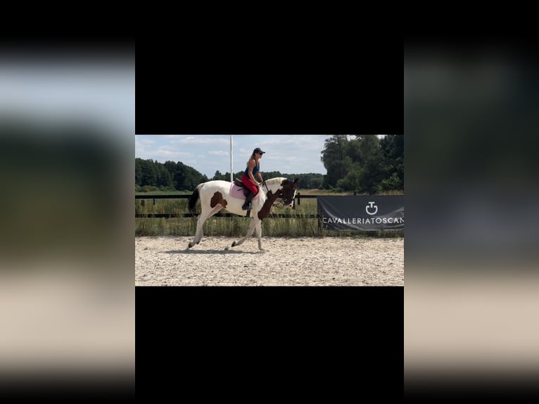 Demi-sang polonais Jument 5 Ans 172 cm Pinto in Zwierzyniec