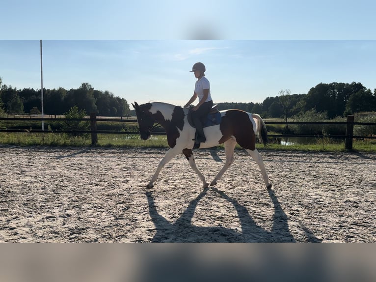 Demi-sang polonais Jument 5 Ans 172 cm Pinto in Zwierzyniec