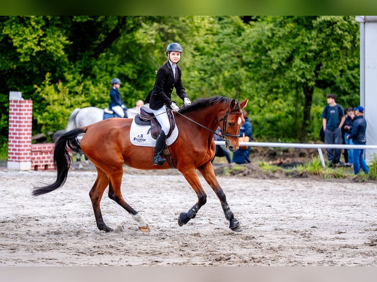 Demi-sang polonais Jument 5 Ans 176 cm Bai in Jankowice