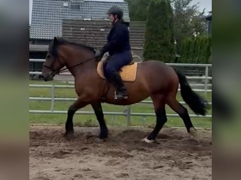 Demi-sang polonais Croisé Jument 6 Ans 155 cm Bai in Jarmen