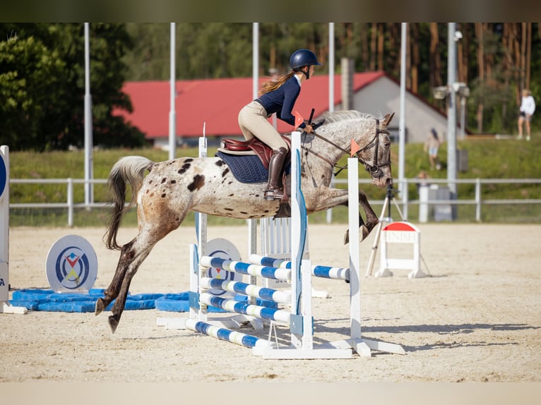 Demi-sang polonais Jument 6 Ans 156 cm Léopard in Rokitki
