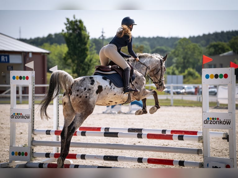 Demi-sang polonais Jument 6 Ans 156 cm Léopard in Rokitki