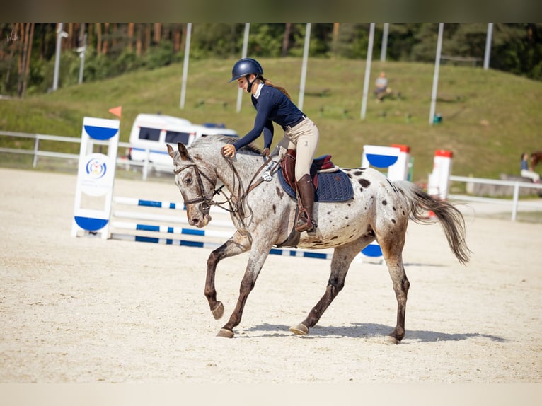Demi-sang polonais Jument 6 Ans 156 cm Léopard in Rokitki