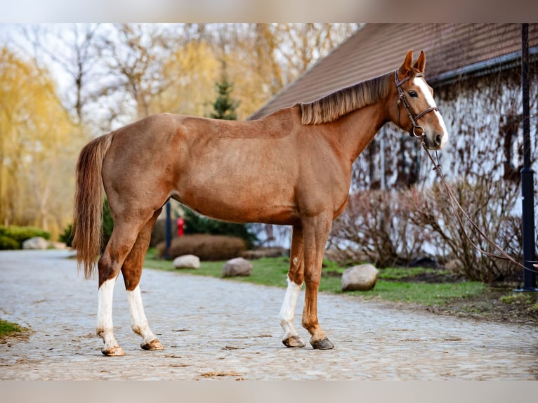 Demi-sang polonais Jument 6 Ans 159 cm Alezan in Jakubowice